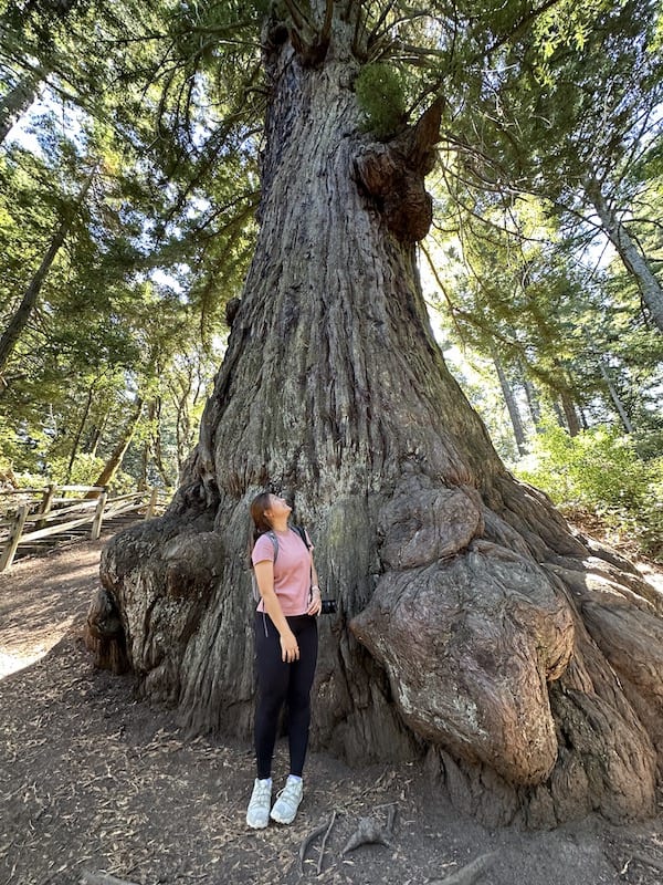 Methuselah Tree