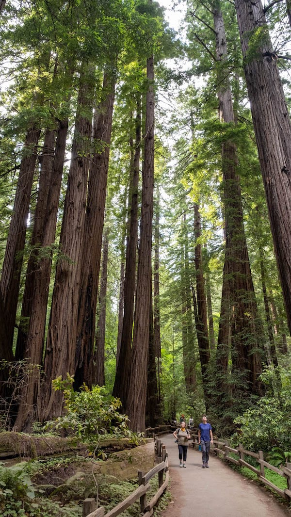 Muir Woods