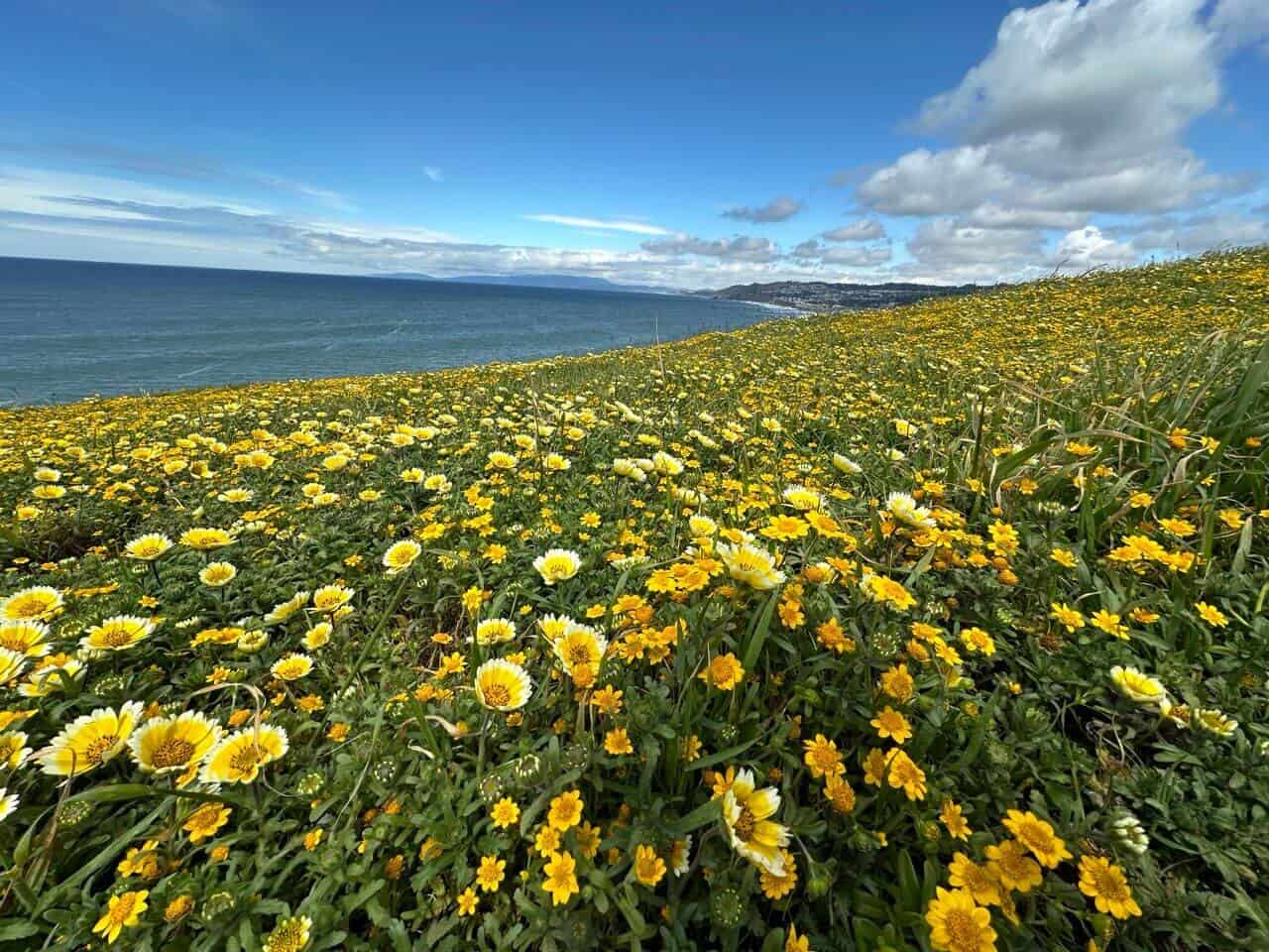Best spring views in SF Bay Area - wildflowers by the coast