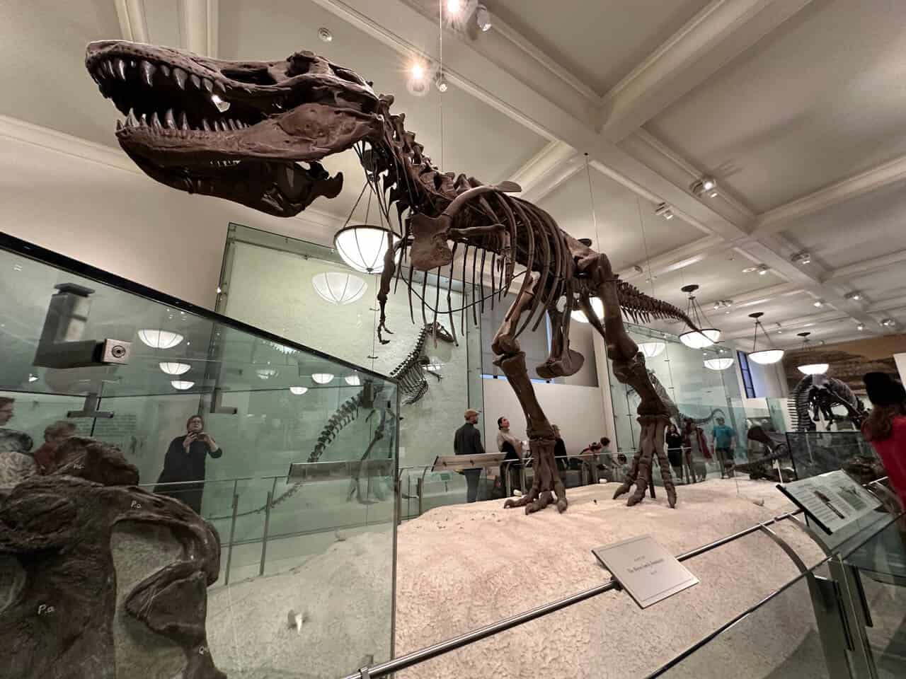 T-Rex display at the American Museum of Natural History