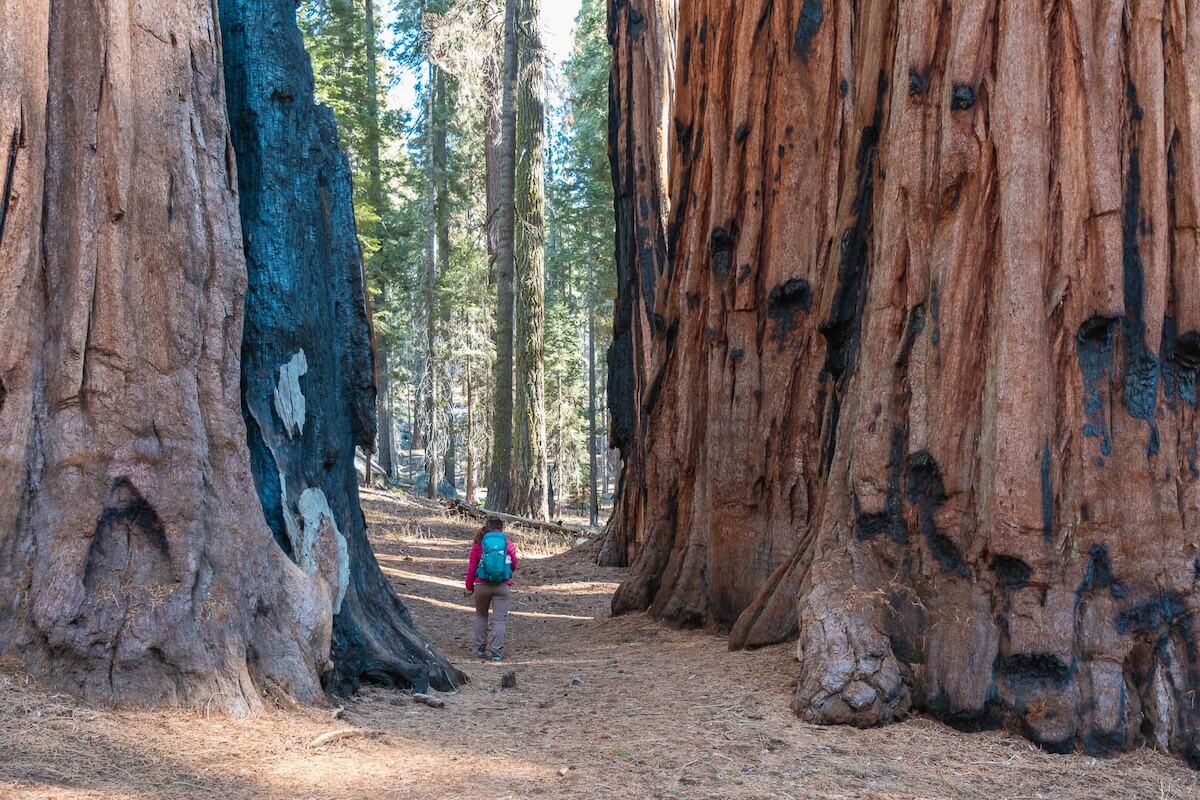 Sequoia National Park 1-Day Itinerary: How To Visit In Winter