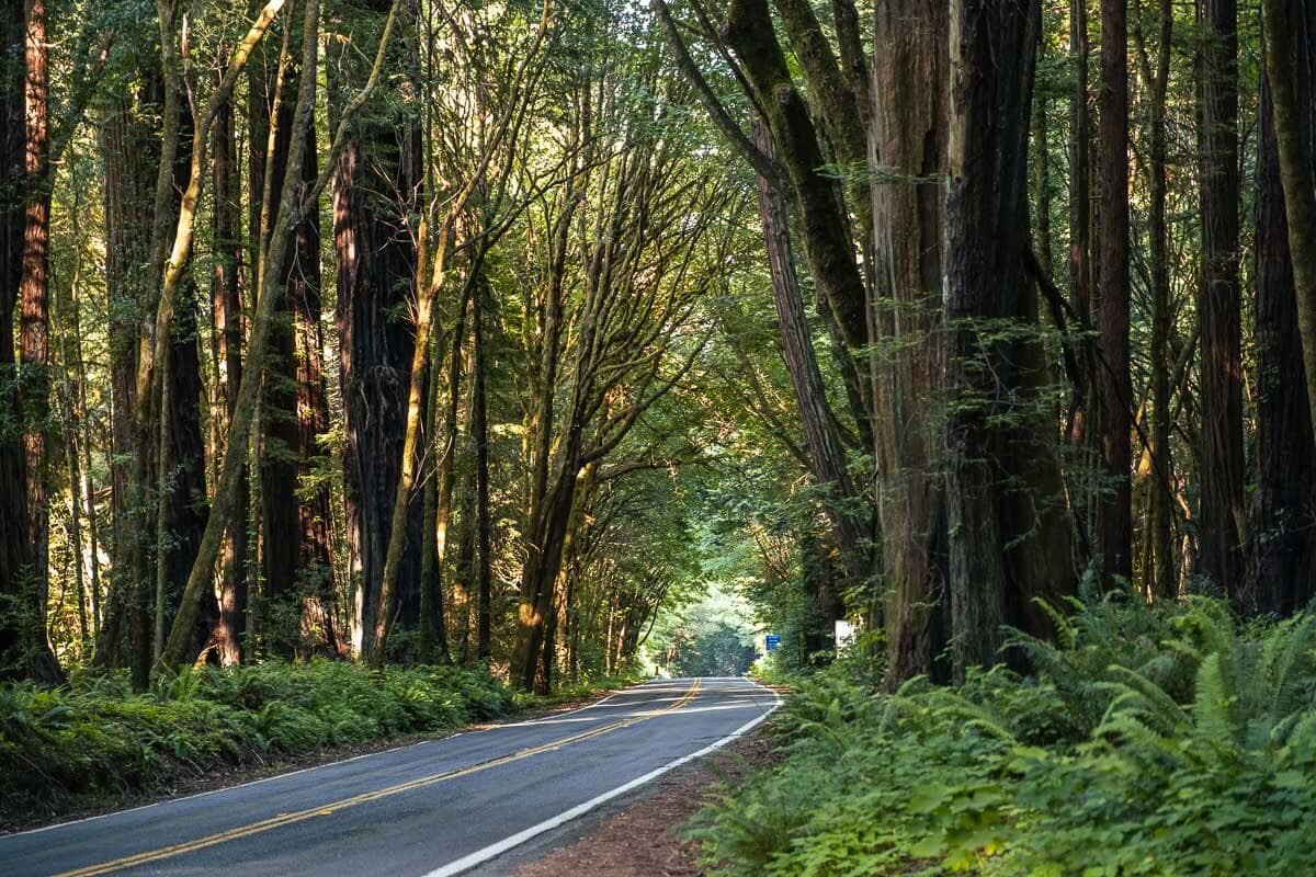 Southern entrance of Avenue of Giants
