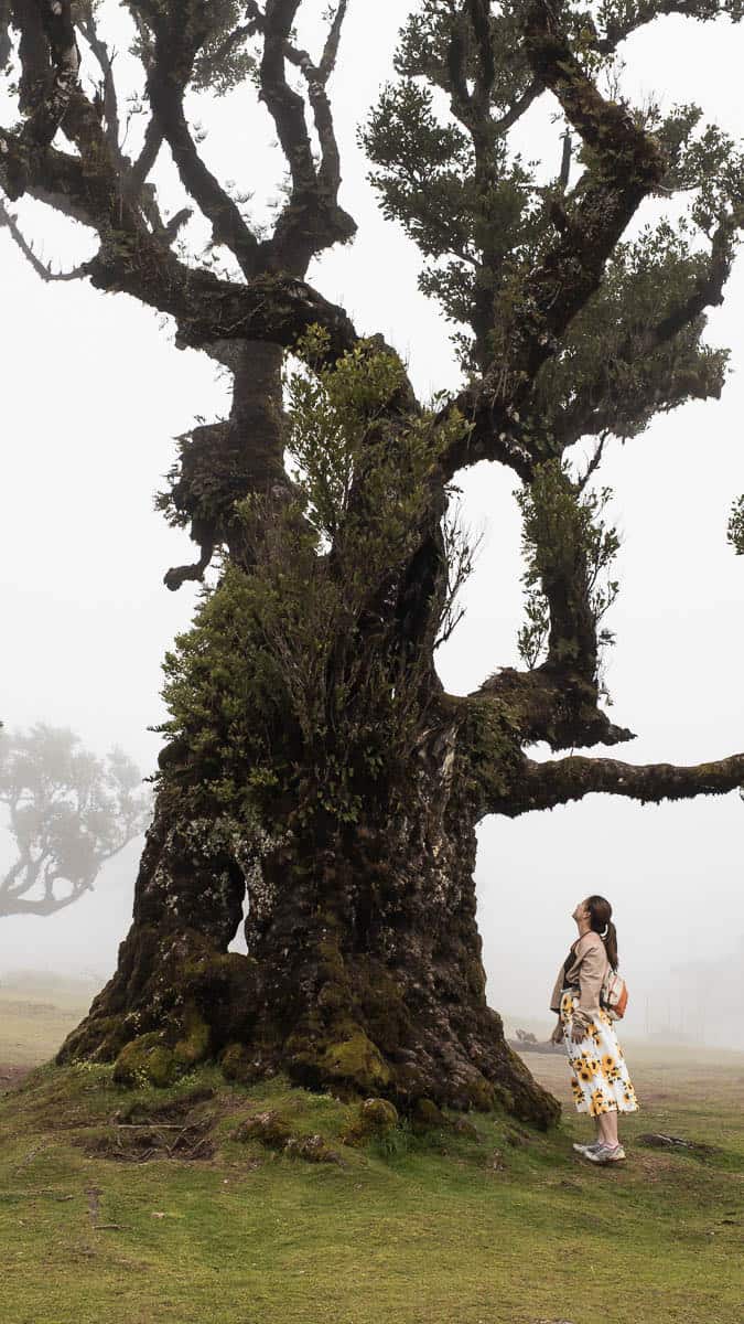 Ancient laurel tree in the fog at Fanal Forest
